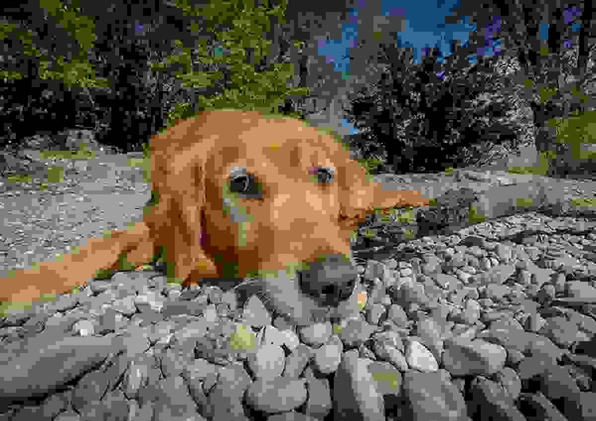 Orrore ad Ekaterinburg (Russia), molotov contro rifugio per animali domestici: sterminati 30 cani