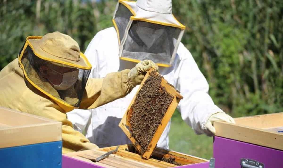 Le api crescono in acciaieria: colonia AST si moltiplica: l'esperimento con gli insetti come bioindicatori