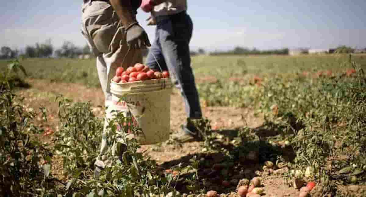 Bellanova vuole vaccinare anche i lavoratori in nero, i braccianti irregolari che lavorano in campagna