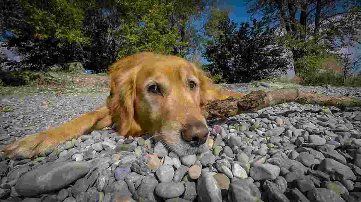 un cane, foto ansa