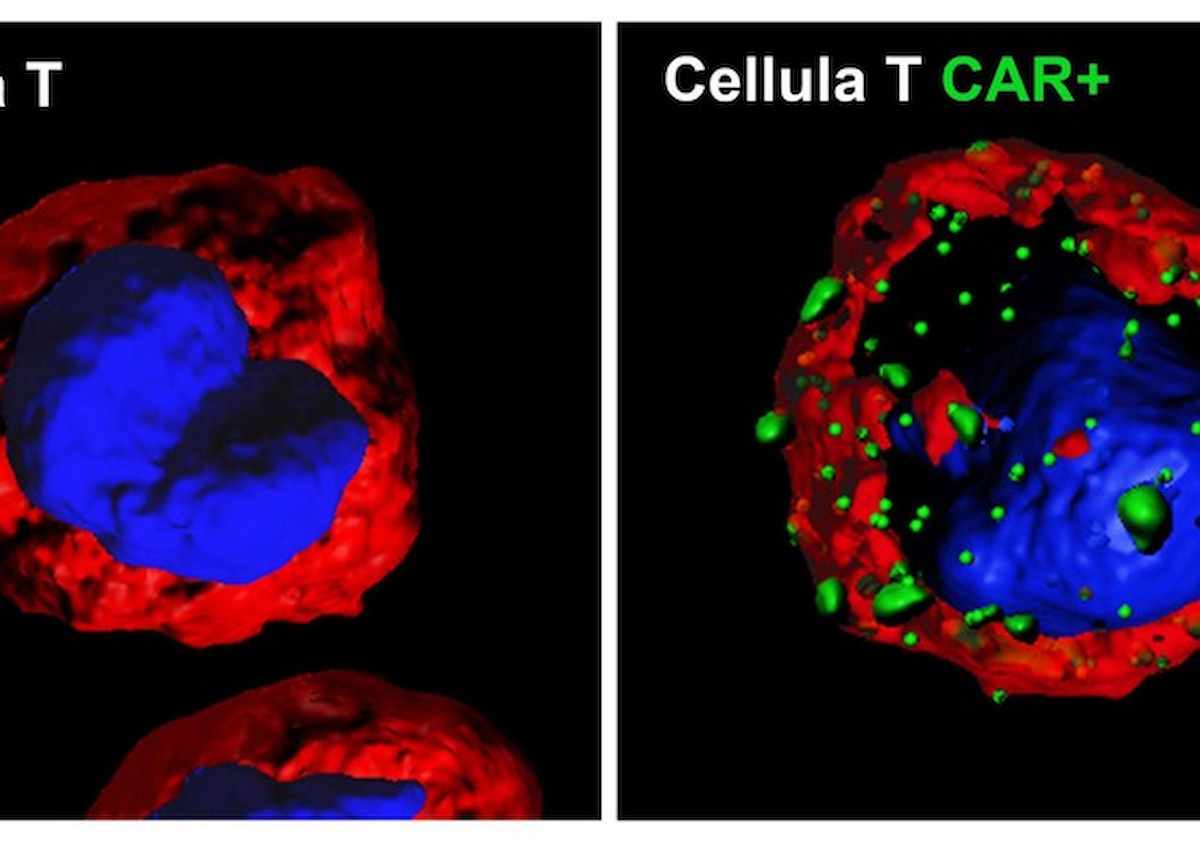 car t, foto ansa