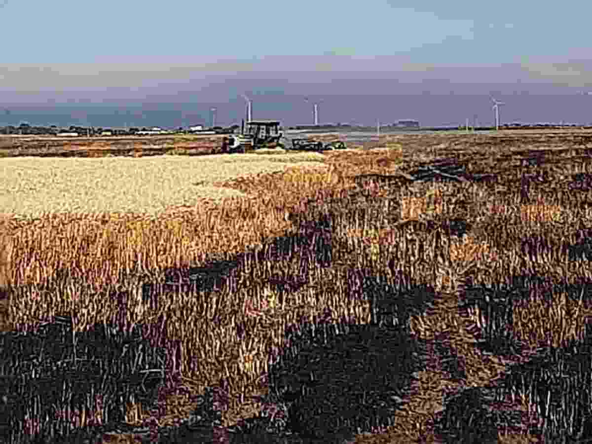 san severo in fumo 100 ettari di grano