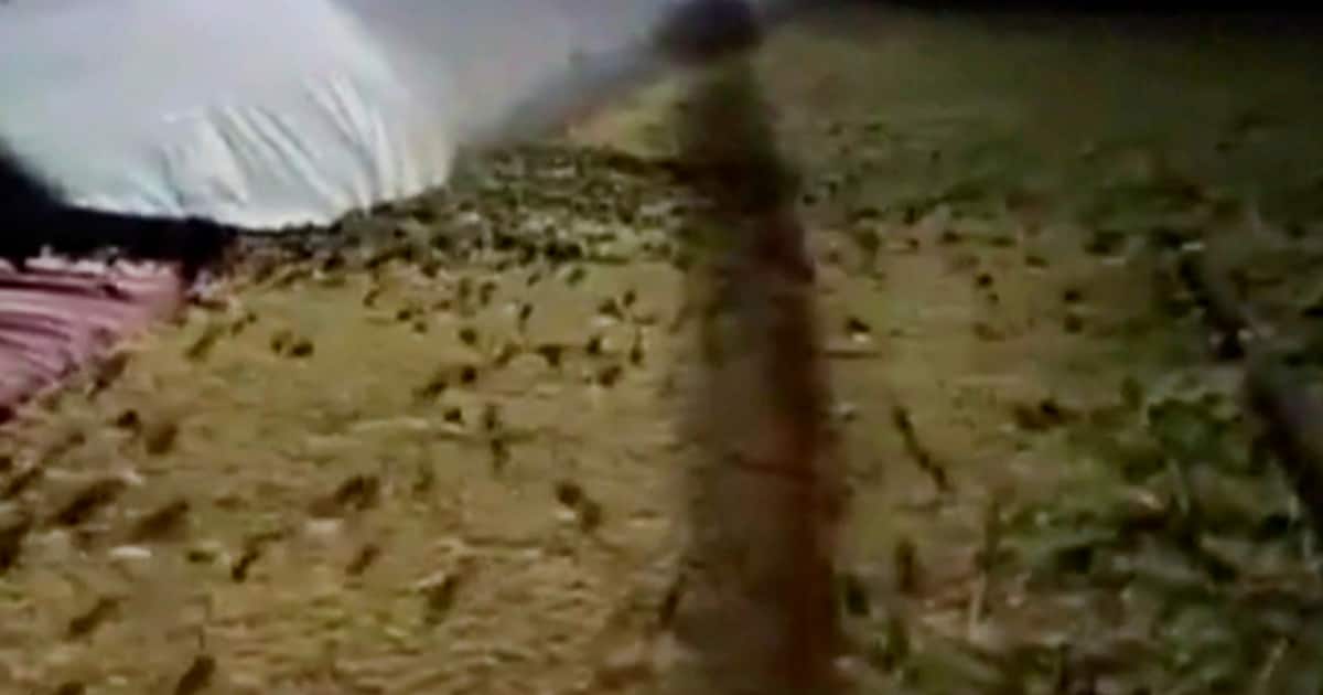 Invasione di topi in Australia: il governo li combatte con il 'napalm' dei roditori, il letale bromadiolone