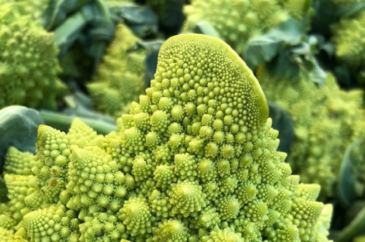 Broccolo romanesco, perché ha quella forma? La genetica spiega la sua geometria frattale