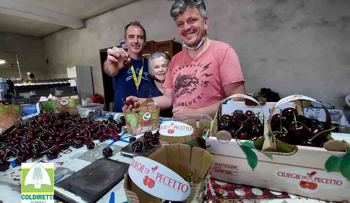 Ciliegia di 33 grammi. A Pecetto (Torino) il nuovo record del mondo