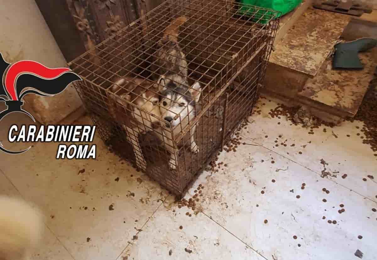 Roma, scoperto allevamento-lager in un villino privato a Ponzano Romano: salvati 110 husky