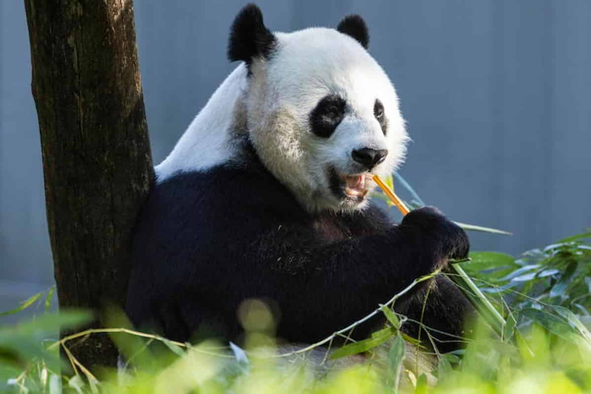 panda gigante estinzione