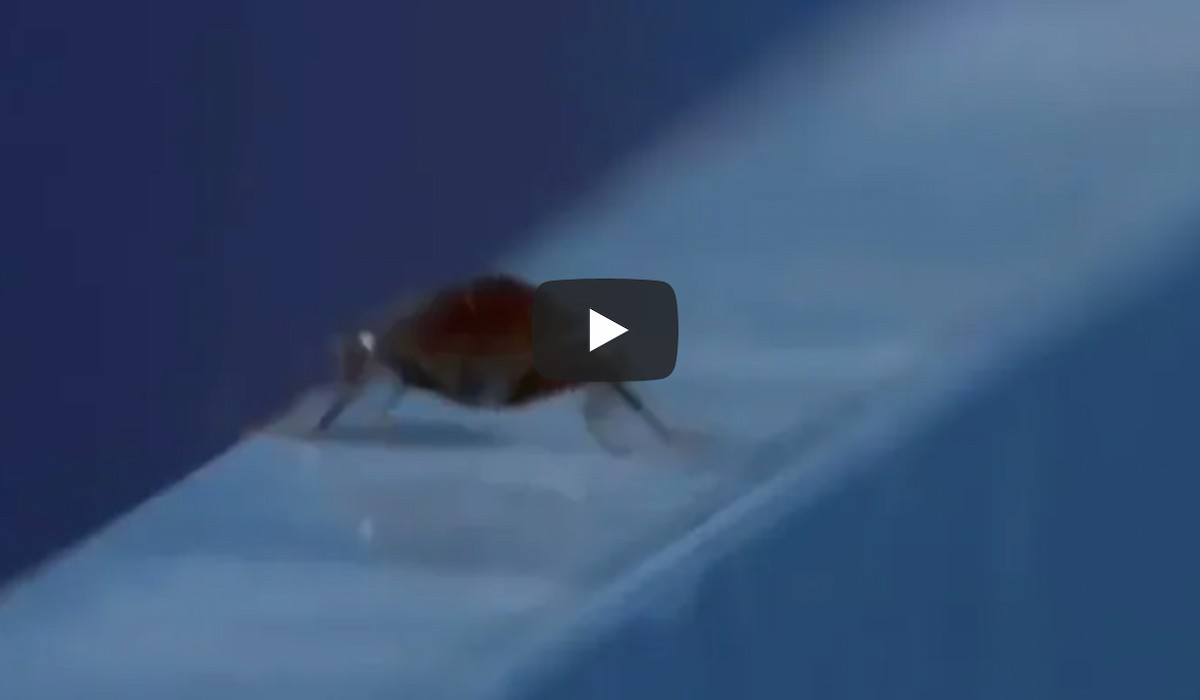 Olimpiadi di Tokyo, il cameraman annoiato inquadra uno scarafaggio durante la partita di hockey VIDEO