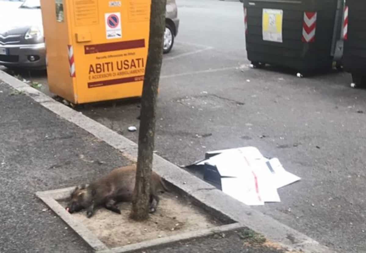 Cinghiale morto a Roma, a Monte Mario. Il sospetto che sia legato ai rifiuti lasciati in giro in città
