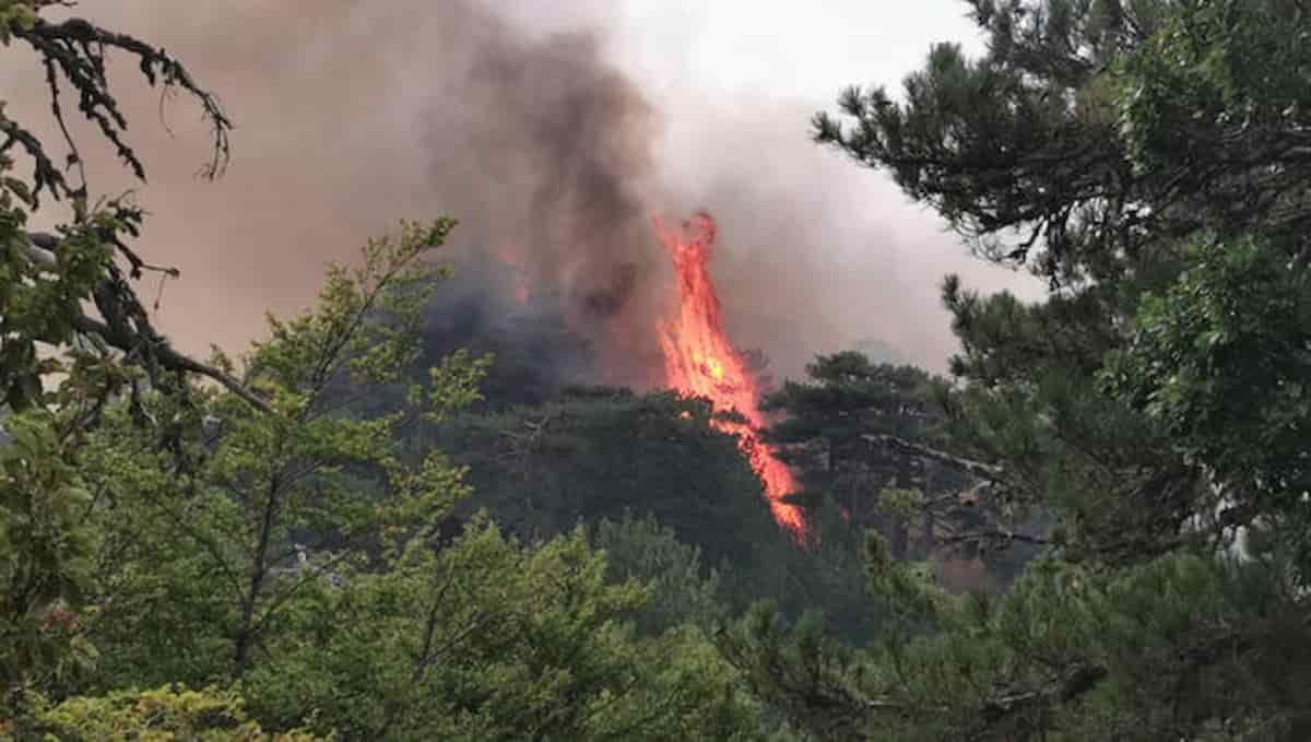 incendi boschi arsi
