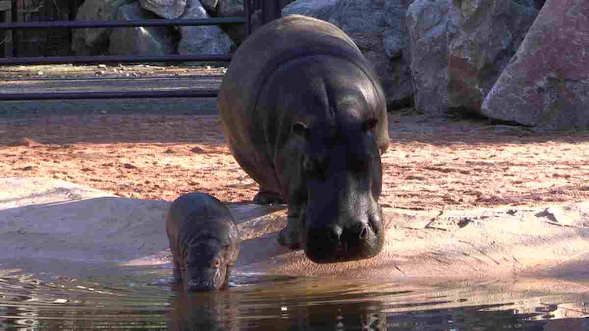 Ippopotamo è il mammifero più aggressivo al mondo: può ingoiare una persona intera ed è più veloce di Usain Bolt