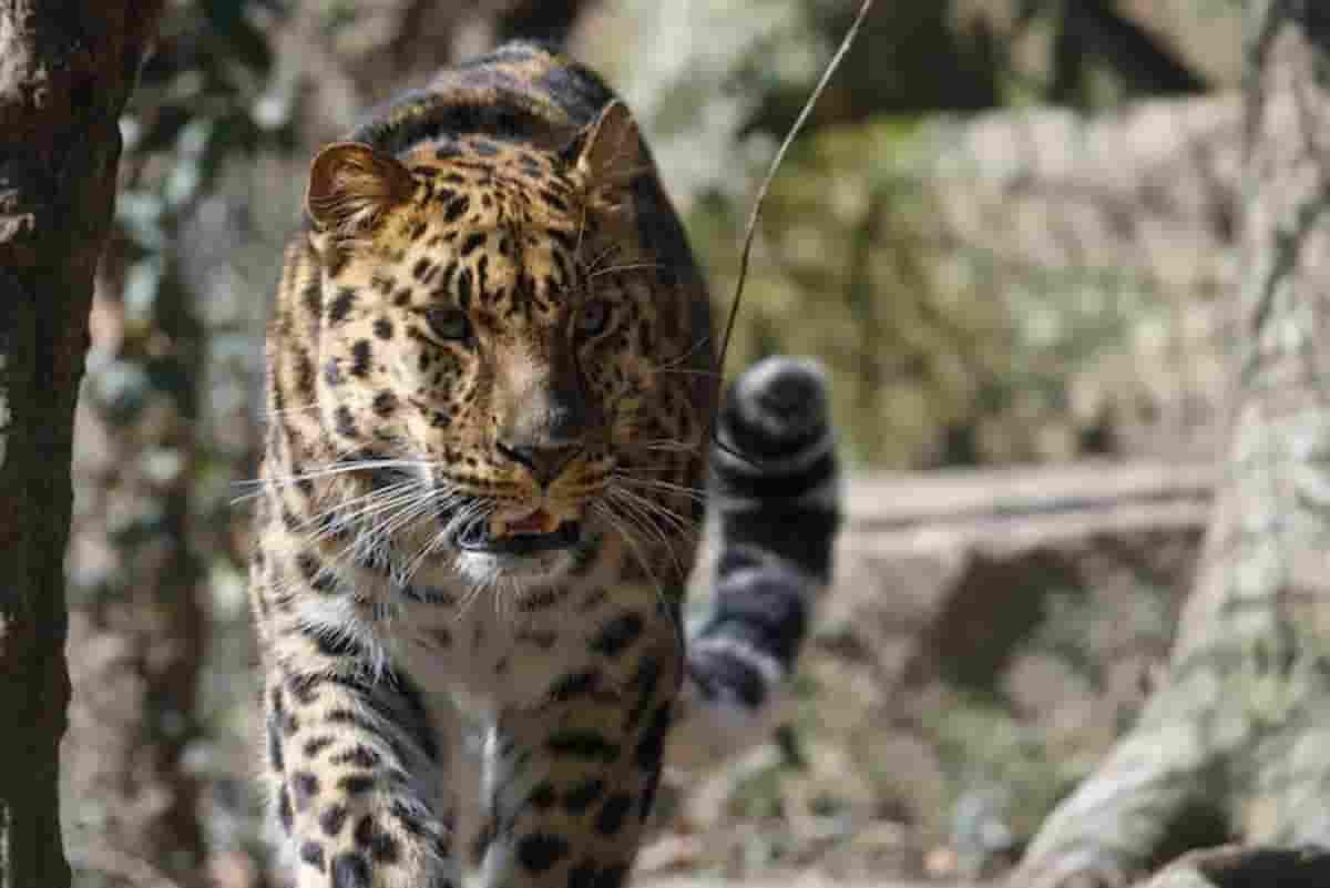 Jessica Leidolph, modella attaccata da un leoparto durante un servizio fotografico nel recinto