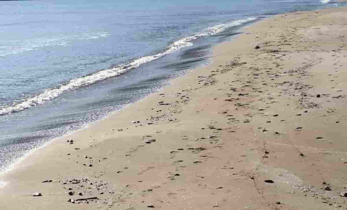 Alberto Andreani morto annegato a Pesaro: l'ex pm onorario era professore all'Università di Urbino