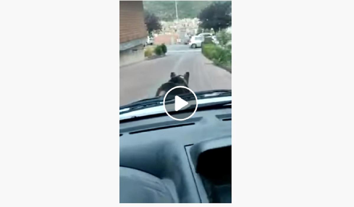 orso marsicano in abruzzo