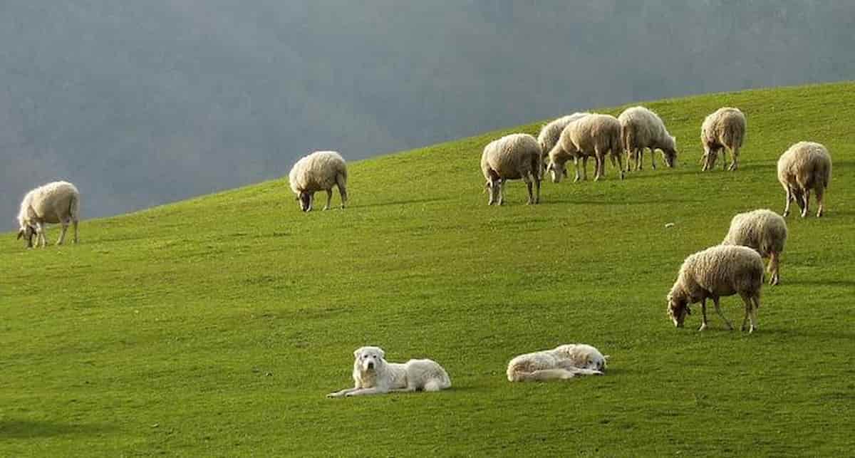 Satriano, Simona Cavallaro sbranata dai cani, il pastore indagato per omicidio colposo