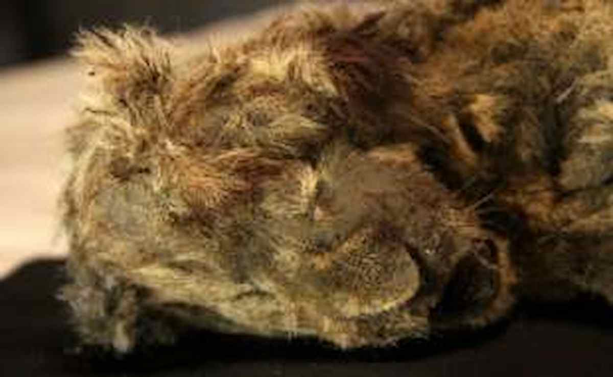 Siberia, cucciolo di leone di 28mila anni fa spunta dal permafrost scongelato: ha anche i baffi