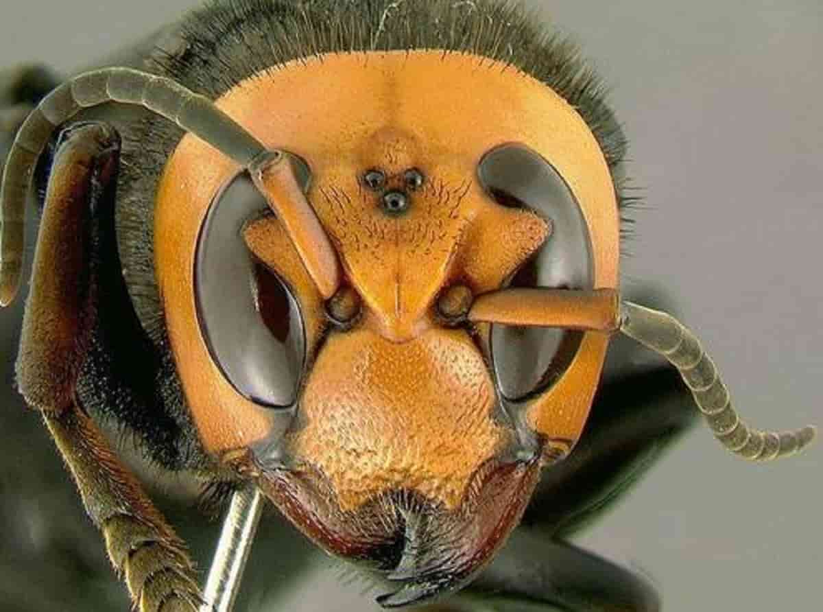 Roma, calabroni invadono palazzo dei Parioli. Gli inquilini scendono in strada