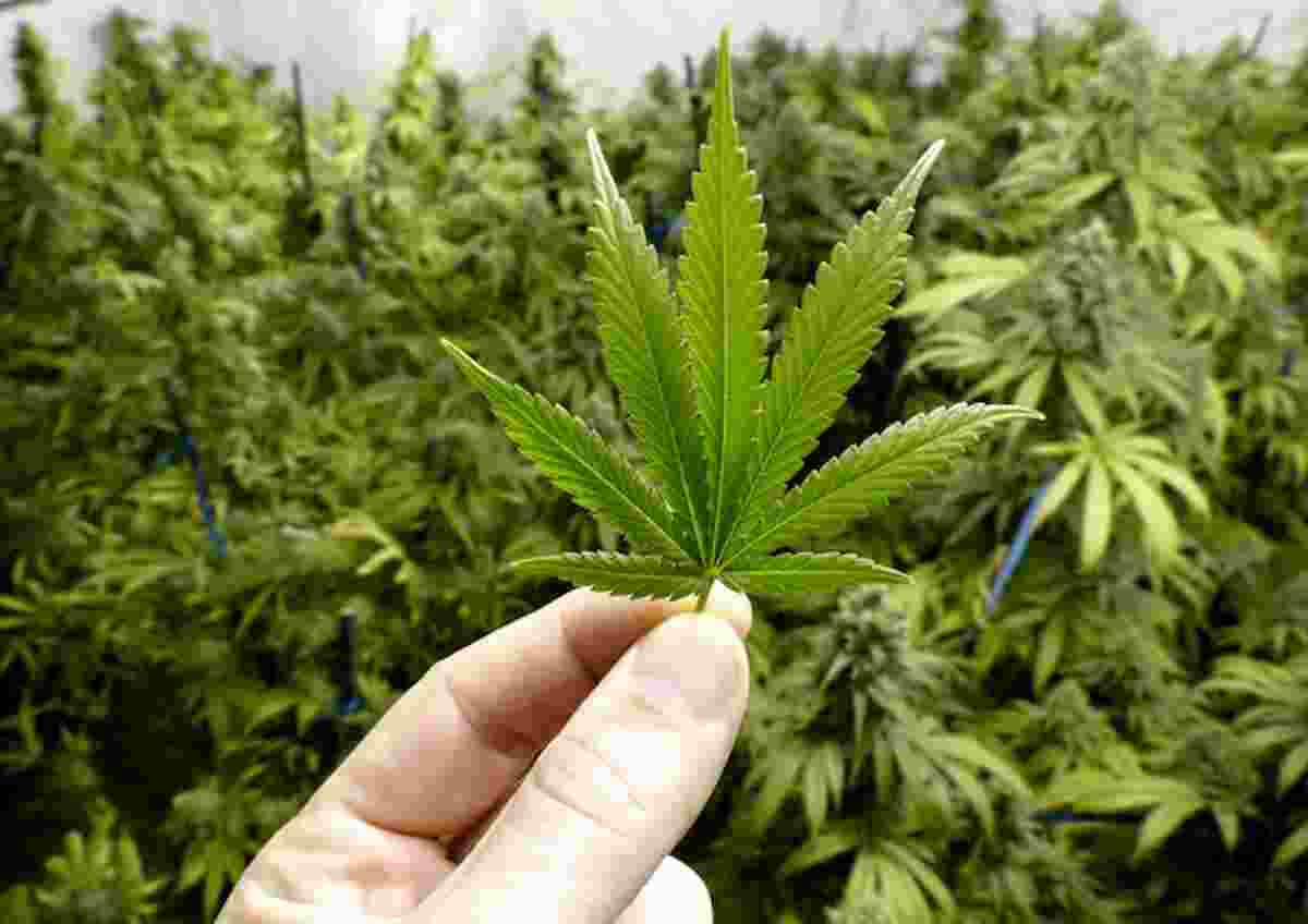 Isola d'Elba, aveva un muro di cannabis alto 2 metri in casa: arrestato un 40enne