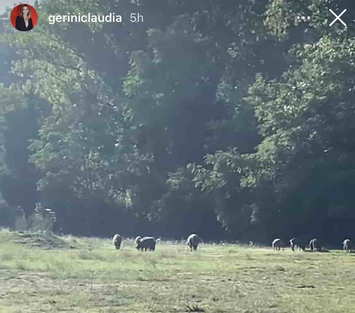 Cinghiali Roma Claudia Gerini