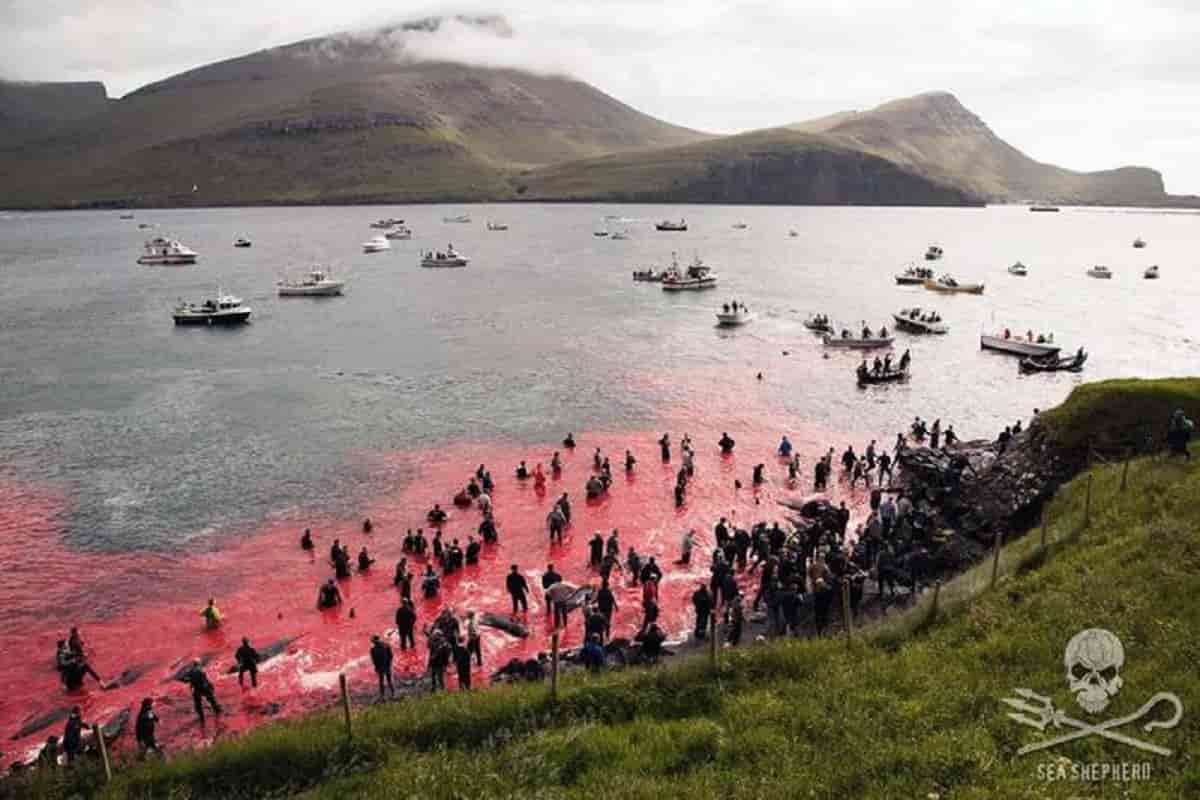 Strage di delfini alle isole Faroe: 1500 animali massacrati nella solita festa tradizionale