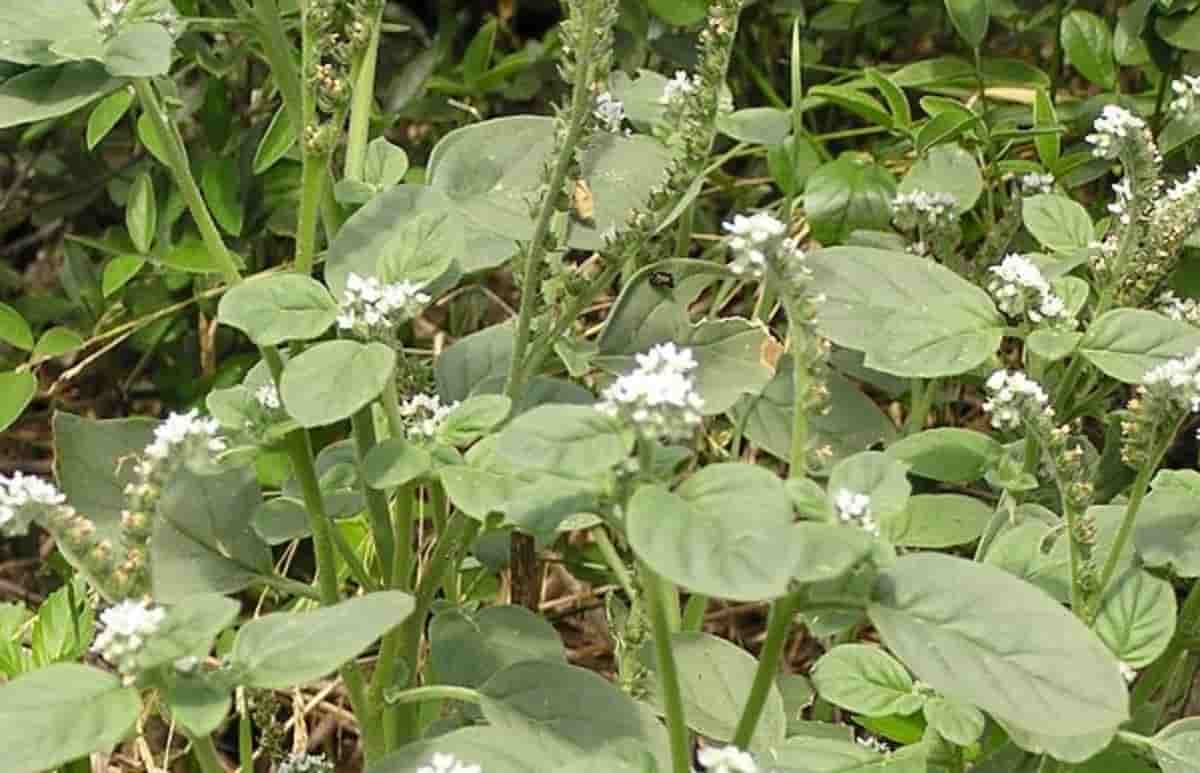 Eliotropio, la pianta velenosa che cresce tra i marciapiedi di Roma. Nessuno la taglia