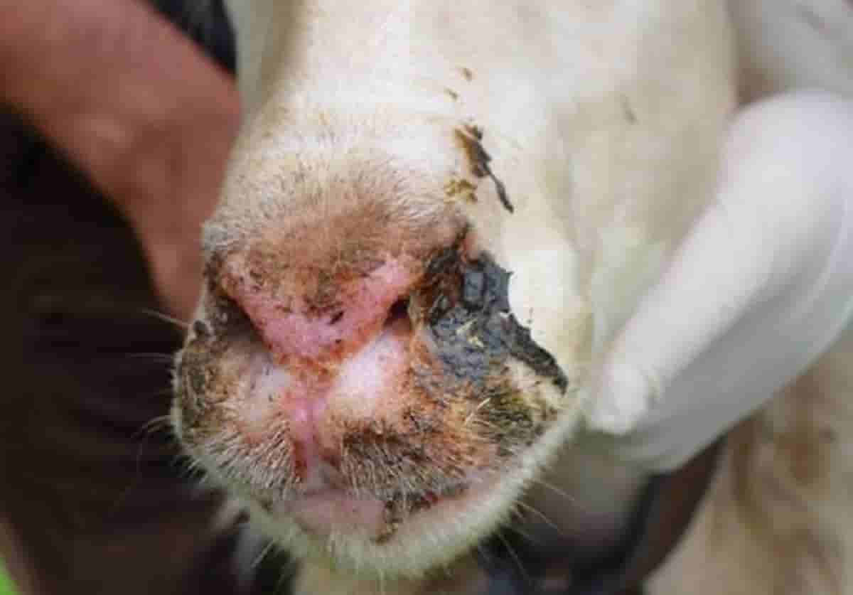 Sardegna, morbo della lingua blu: 205 focolai, 255 pecore morte, si cercano antirepellenti