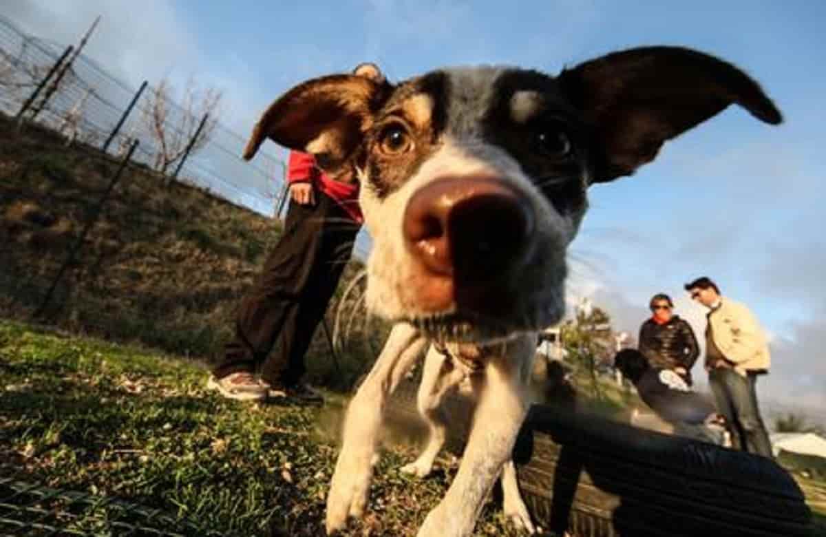 Test Veterinaria 2021: orario, domande, posti disponibili, sedi, punteggi e graduatoria