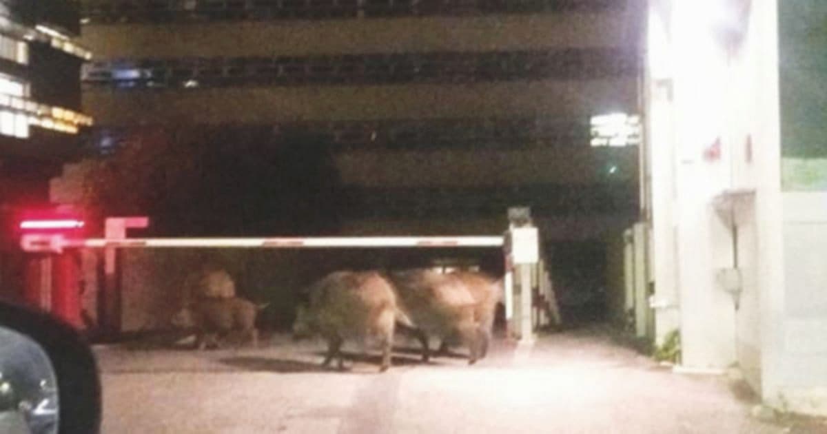 Roma cinghiali piazzale Clodio