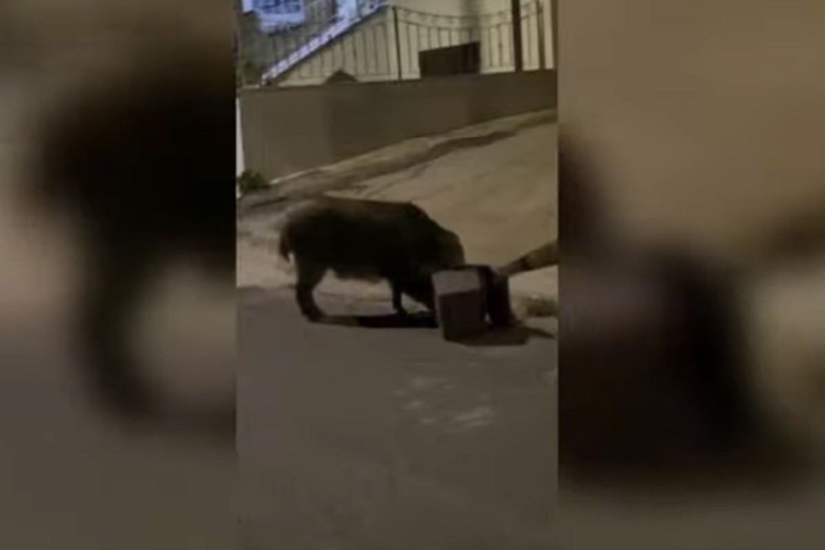 Cinghiali, non solo Roma: a Nuoro ci sono anche quelli che vanno a "cena" VIDEO