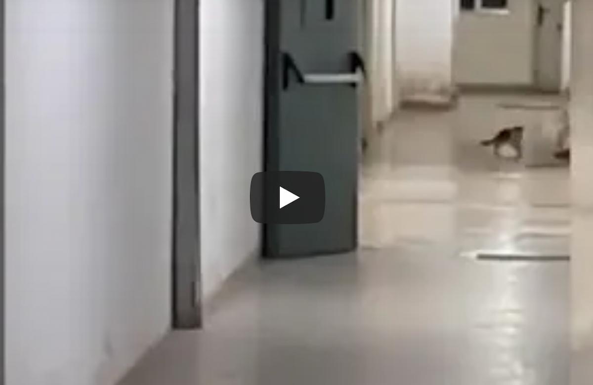 Ospedale di Paola (Cosenza): gatto insegue topo nel reparto di Radiologia