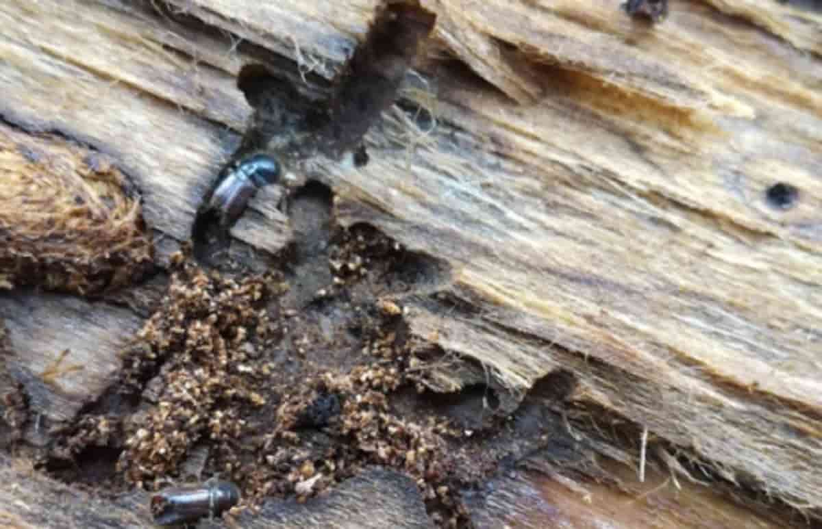 Bostrico, il coleottero mangialegna che distrugge gli alberi: 7mila ettari devastati solo al Nord