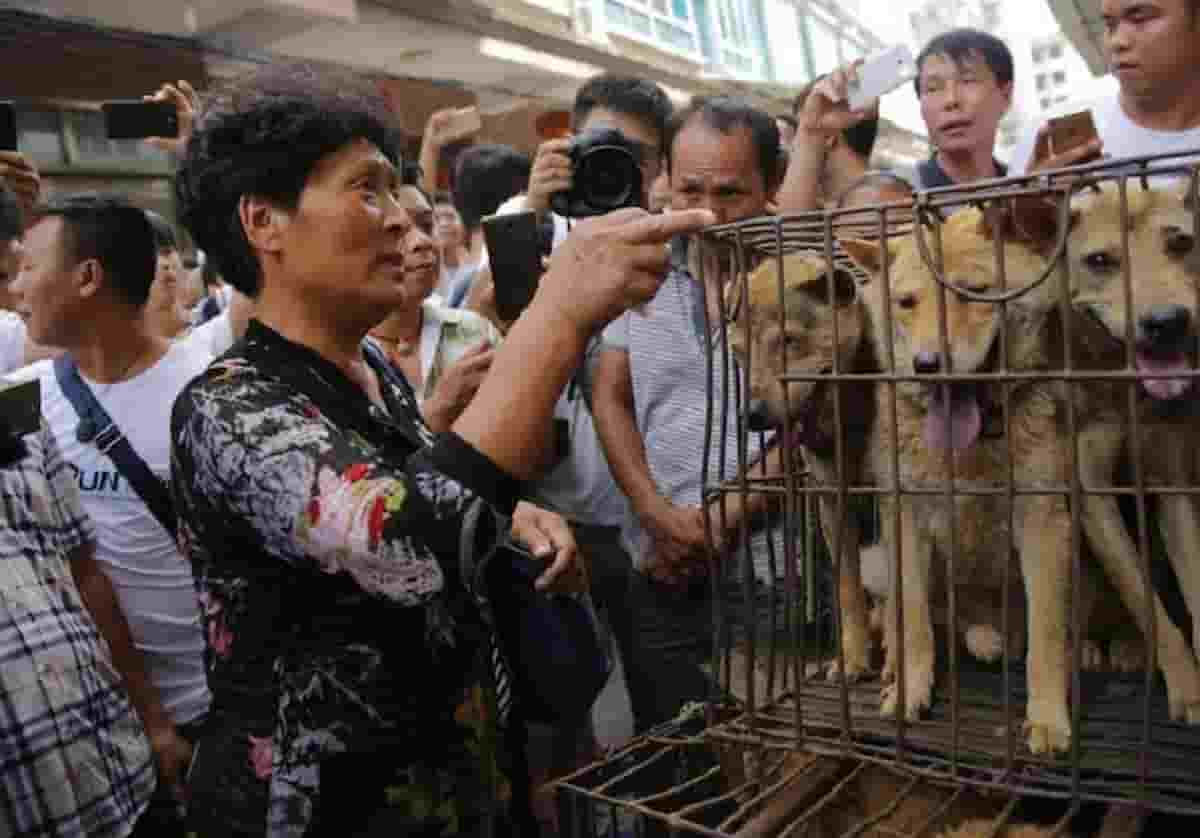 Cina, cani e gatti massacrati se i loro padroni hanno il Covid: li uccidono mentre sono in quarantena