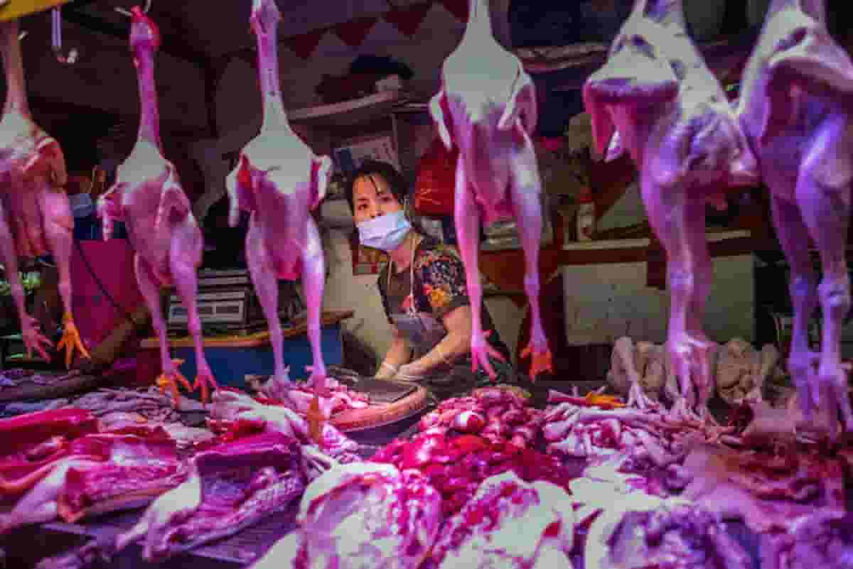 Mercato animali di Wuhan, l'11 dicembre 2019 una donna si ammala: ecco l'origine animale del Covid