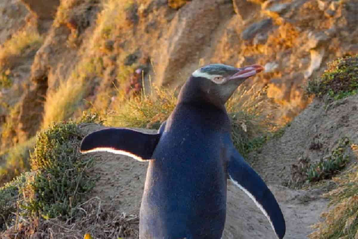 Nuova Zelanda, pinguino trovato a 3mila chilometri dal suo habitat naturale. Gli abitanti lo ribattezzano Pingu