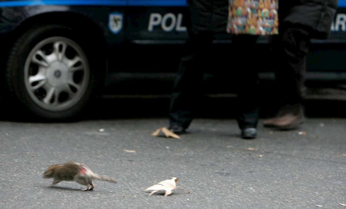 Trastevere senza internet: i topi mangiano la fibra, il segnale va a singhiozzo (nel centro di Roma)