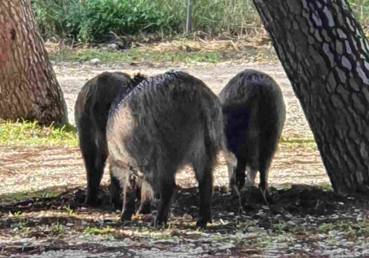 cinghiali a formello