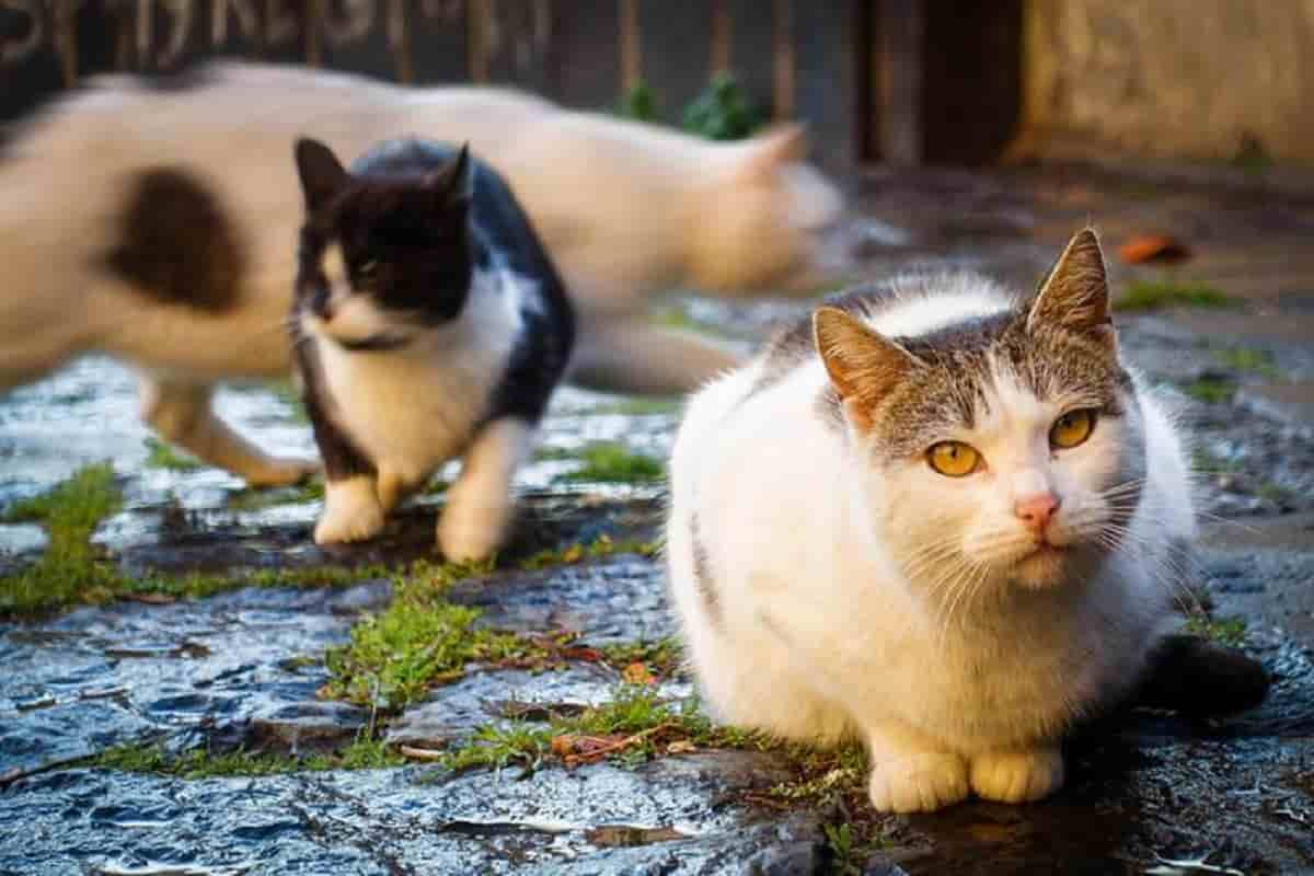 Nizza, pensionato ricoverato in ospedale: la nipote trova 100 gatti morti nella sua casa