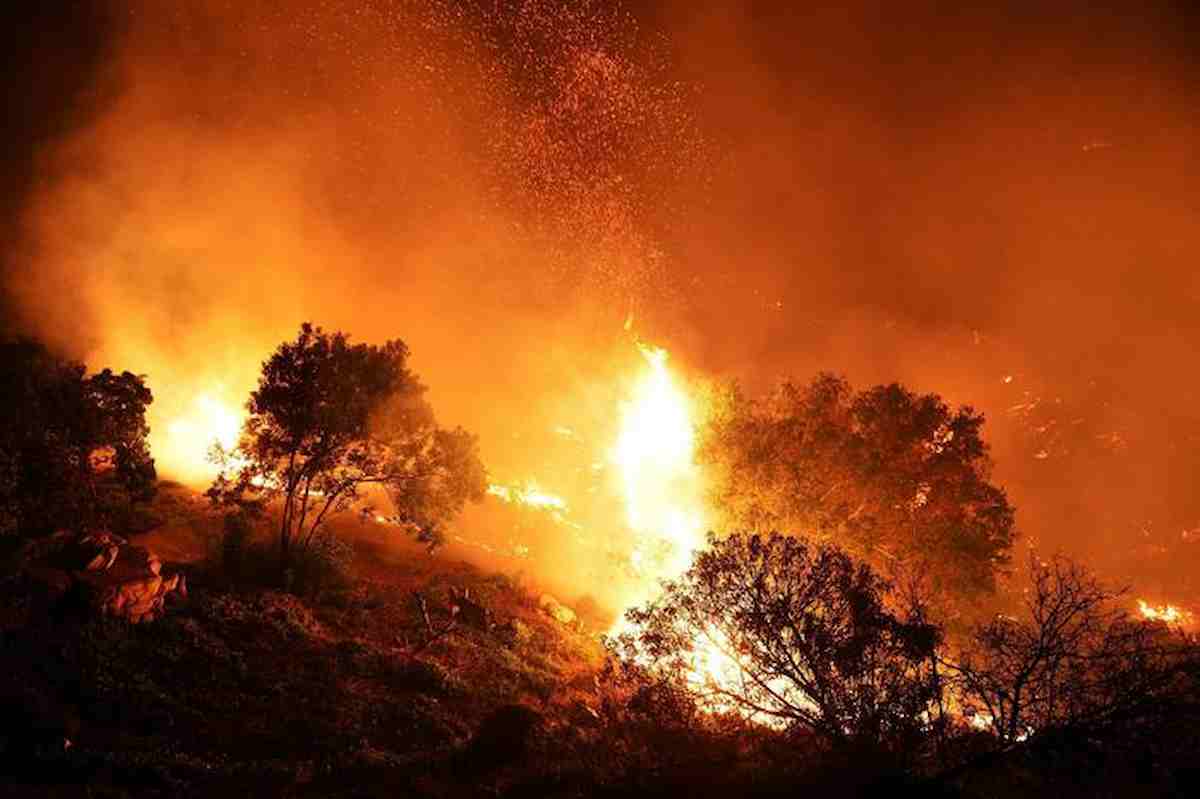 Accendono il fuoco per fare merenda: devastato il bosco vicino Capalbio. Identificati 5 ragazzini