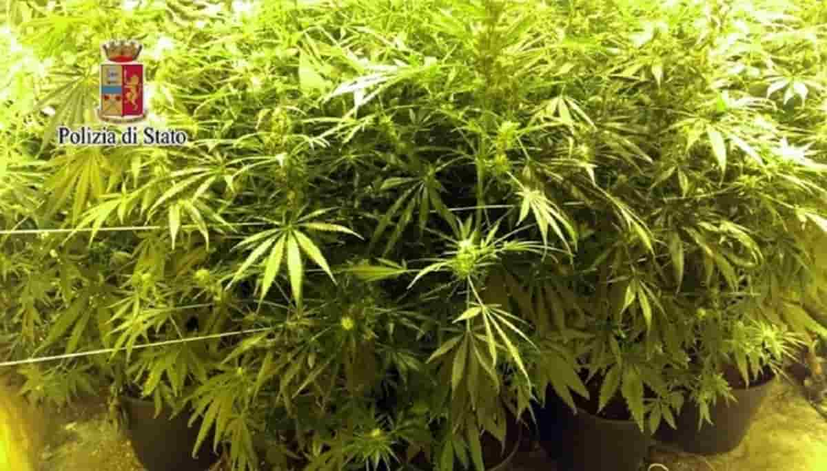 Bambina di 2 anni ingerisce marijuana che genitori avevano in casa: ricoverata a Palermo