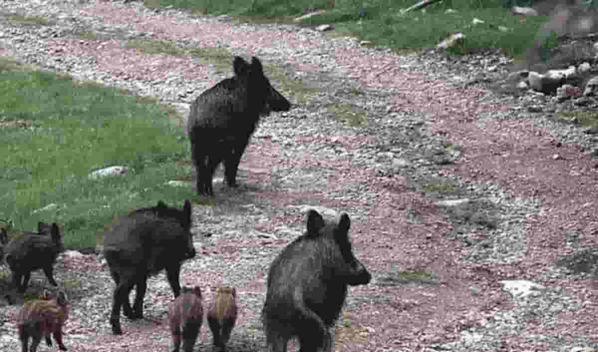 Castell'azzara, cacciatore ucciso da un cinghiale: l'animale gli ha reciso l'arteria femorale