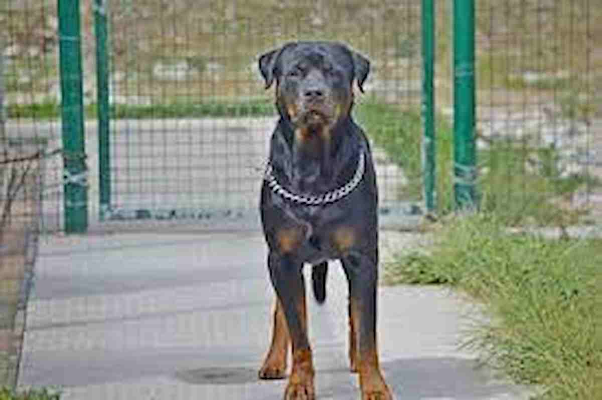Albano Terme, rottweiler stacca la testa di un barboncino a morsi all'interno di una pizzeria
