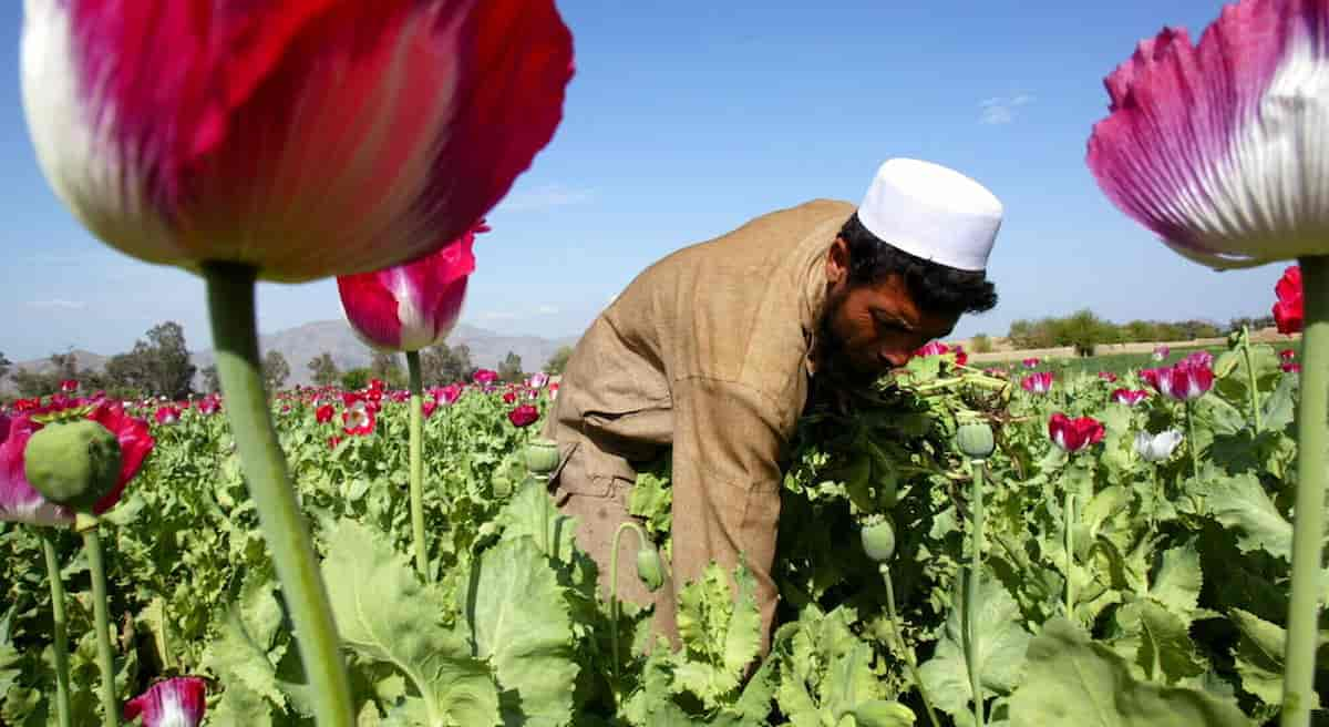 afghanistan oppio lager