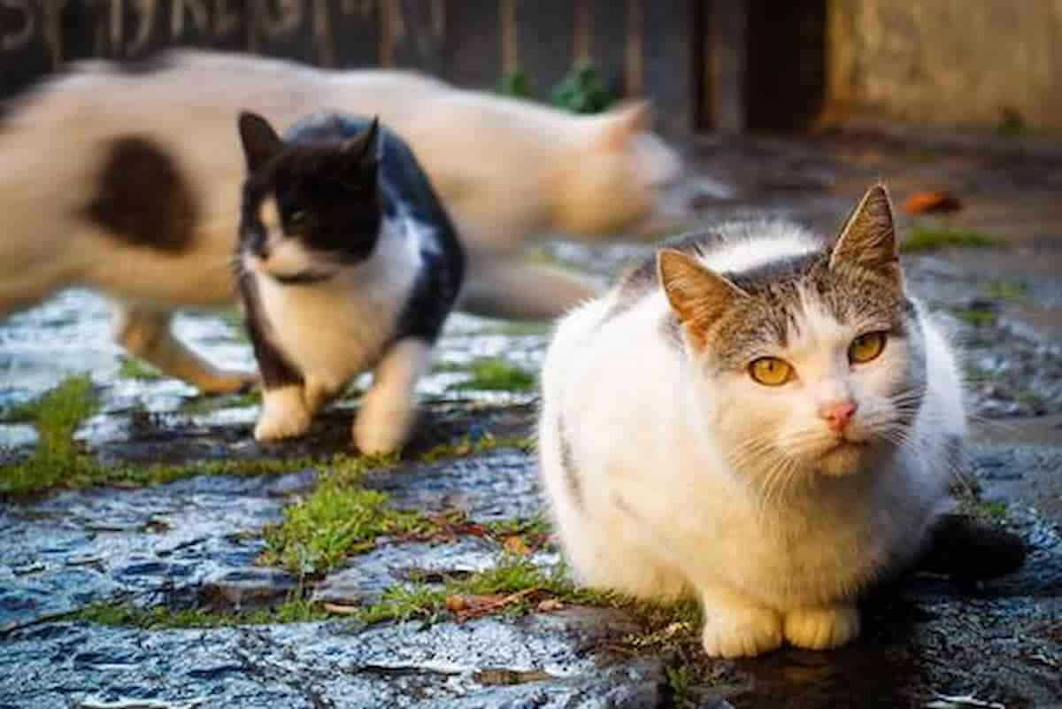 Livorno, 50 gatti scomparsi in 10 mesi, alcuni uccisi: tre teste mozzate in un parco. Incarico ad una criminologa