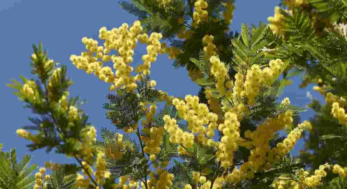 Festa della donna, 8 marzo: gap medio tra i salari delle donne e quelli degli uomini è del 13%