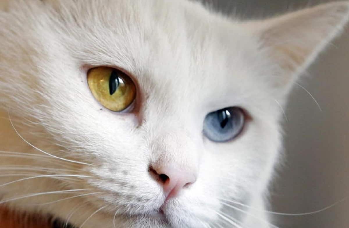 Ucraina, la federazione internazionale dei felini ha vietato le gare ai gatti russi