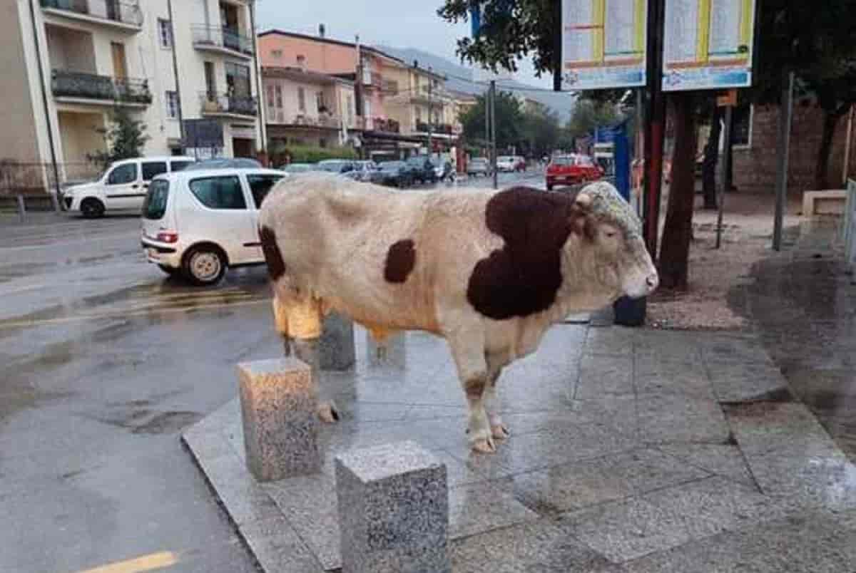 Tortoli, un toro a passeggio per la città: le foto dei curiosi e la fila davanti all'edicola