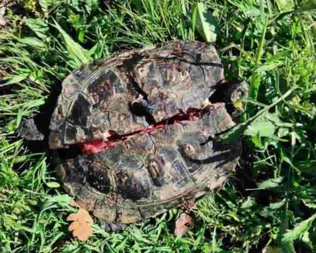 Tartarughe uccise con il carapace spezzato: i ritrovamenti al parco Calimera di Roma. Riti satanici?