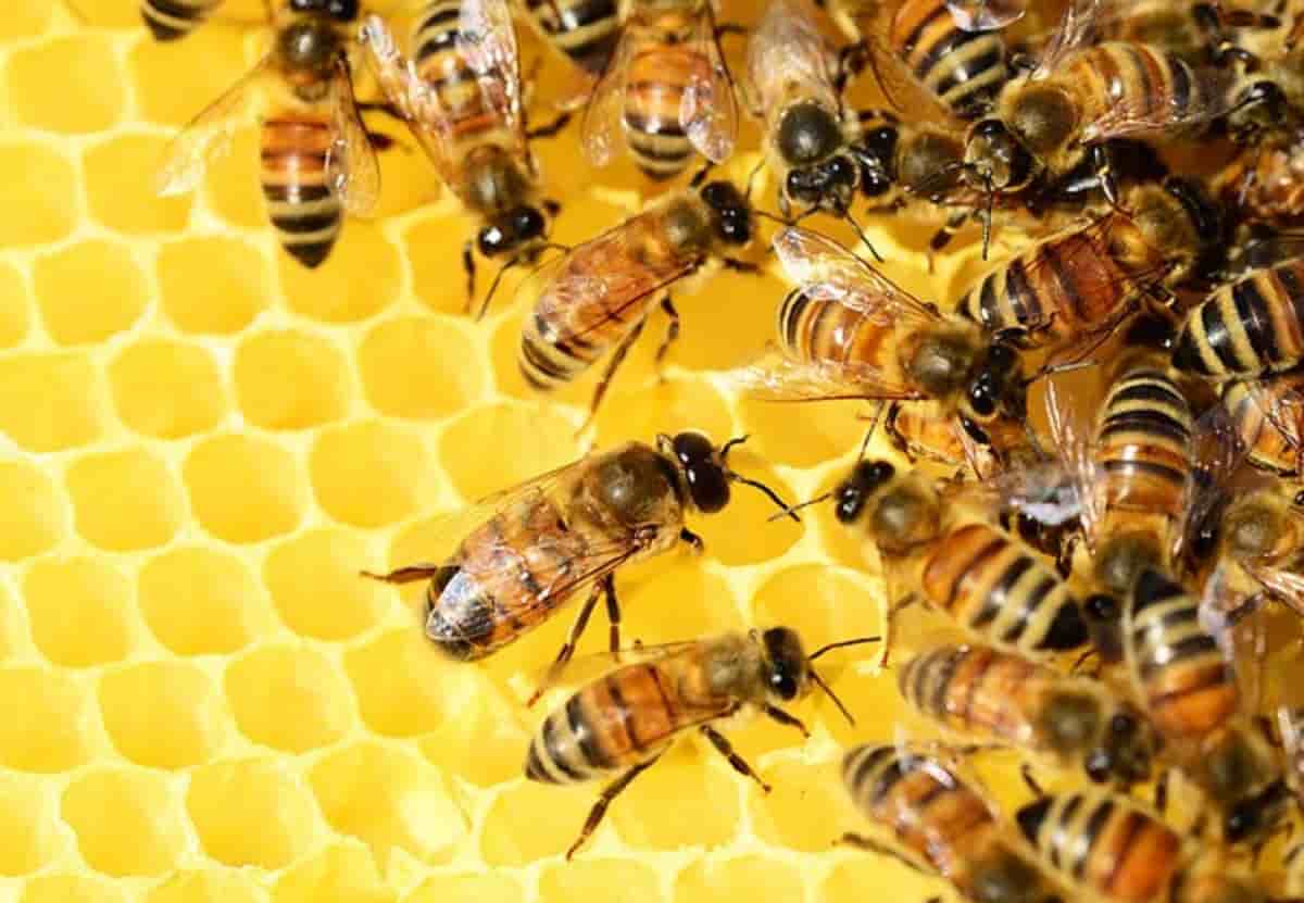 Miele fatto in casa, boom di richieste: aumentano i condomini che installano alveari sul tetto