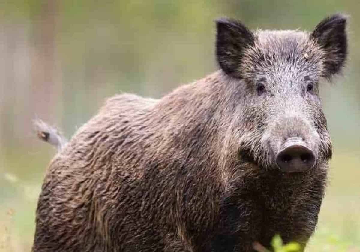 Roma e la peste suina, cucciolo di cinghiale decapitato nella riserva dell'Insugherata. Gli animalisti: "Violenza nuda e cruda"