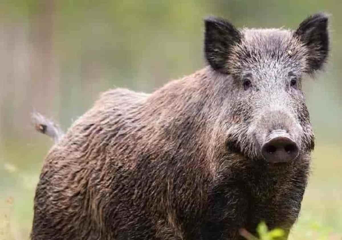 Cinghiali, non solo Roma: a Lucca una donna grave dopo incidente con l'animale. A Taranto ferito un 14enne